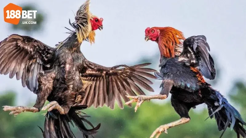 Chia sẻ cược Gà chiến 188BET