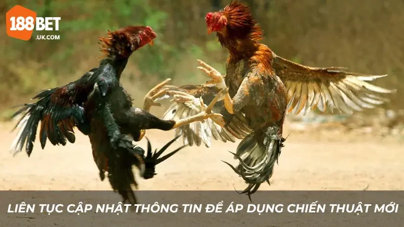 Chia Sẻ Cược Gà Chiến 188BET - Kinh Nghiệm Hay Để Thắng Lớn 4 Liên tục cập nhật thông tin để áp dụng chiến thuật mới
