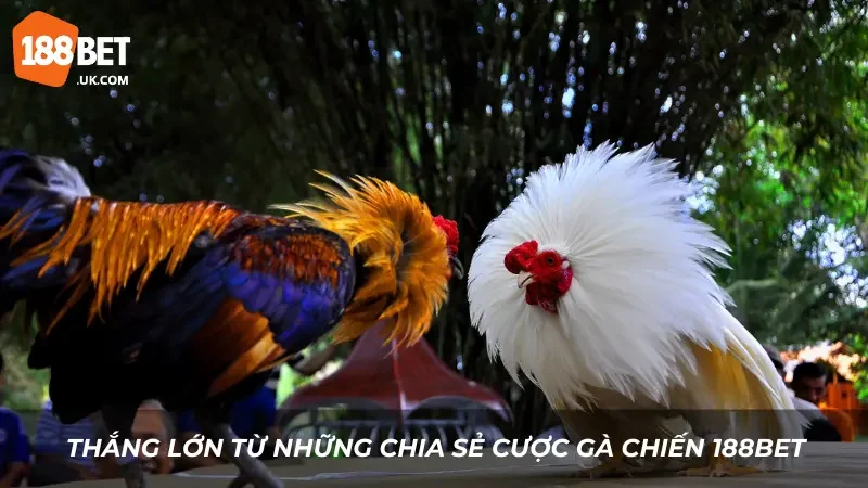 Chia Sẻ Cược Gà Chiến 188BET - Kinh Nghiệm Hay Để Thắng Lớn 1 Thắng lớn từ những chia sẻ cược gà chiến 188BET